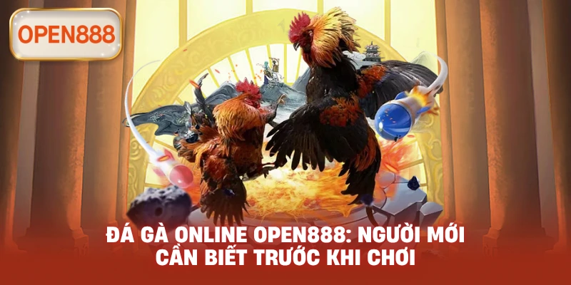 Đá gà online open888: Người mới cần biết trước khi chơi