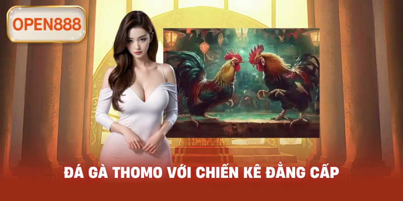 Đá gà Thomo với chiến kê đẳng cấp
