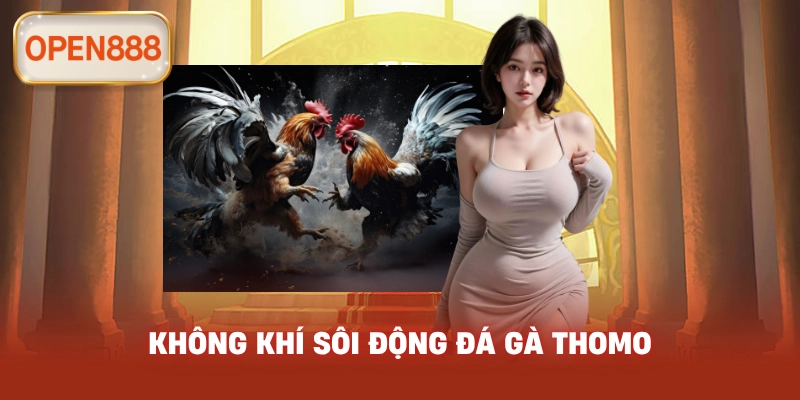 Không khí sôi động đá gà Thomo