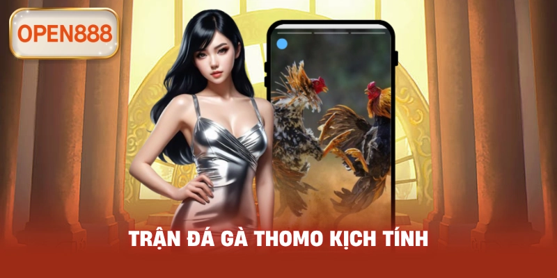 Trận đá gà Thomo kịch tính