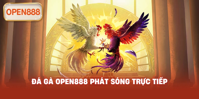 Đá gà open888 phát sóng trực tiếp
